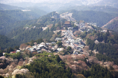 吉野の桜