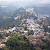 吉野の桜