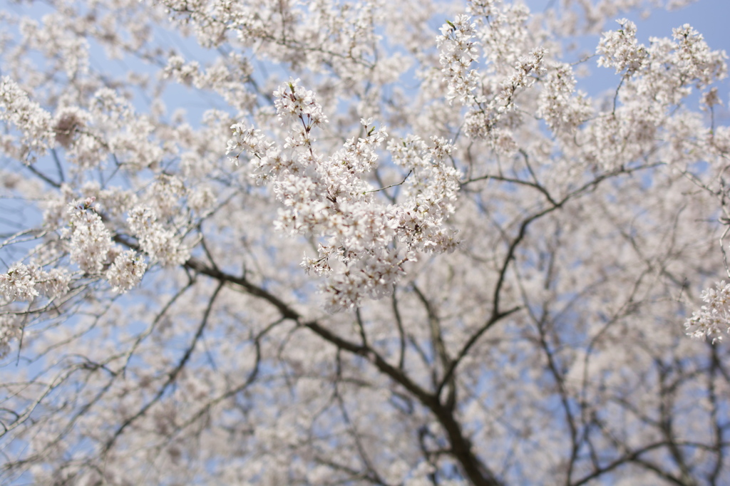 桜満開