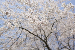 桜満開