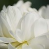 白雪公主　