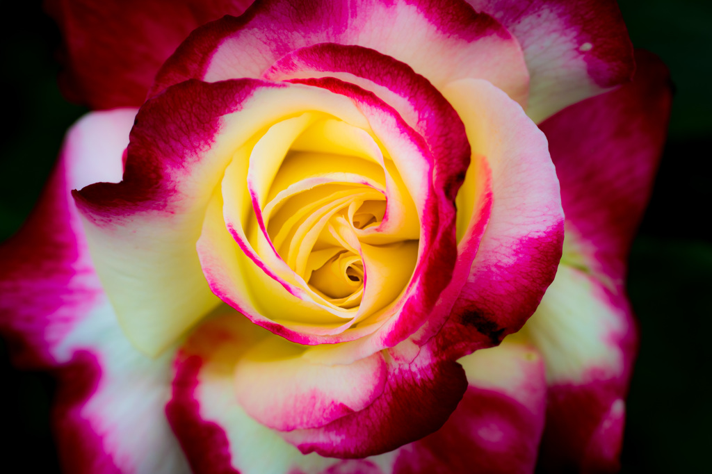 グラディエーション