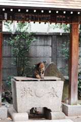 神社にいた猫2