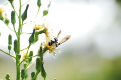 蜂