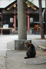 神社にいた猫１