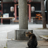 神社にいた猫１