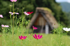 夏の白川郷