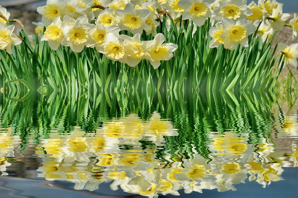水辺の水仙