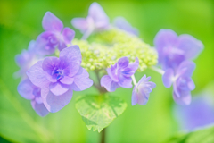 紫陽花が輝く季節