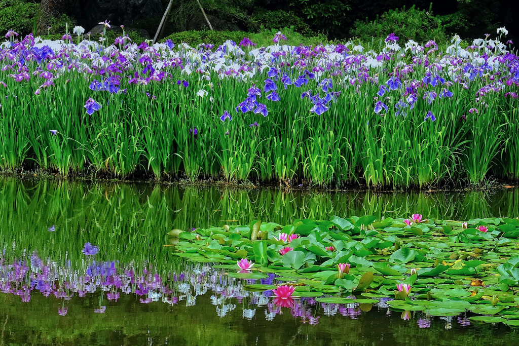 花菖蒲の水辺にて By Falfa Id 写真共有サイト Photohito