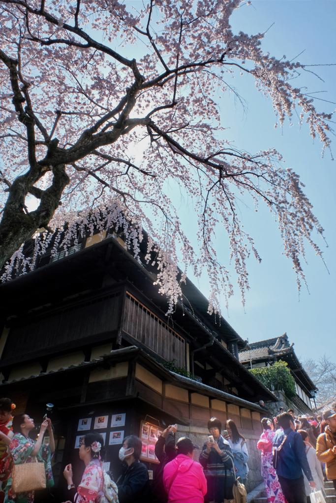 見上げれば、桜。。