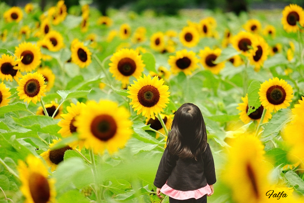はじめまして　太陽さんたち。。