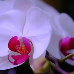 白き花に気をつけろ