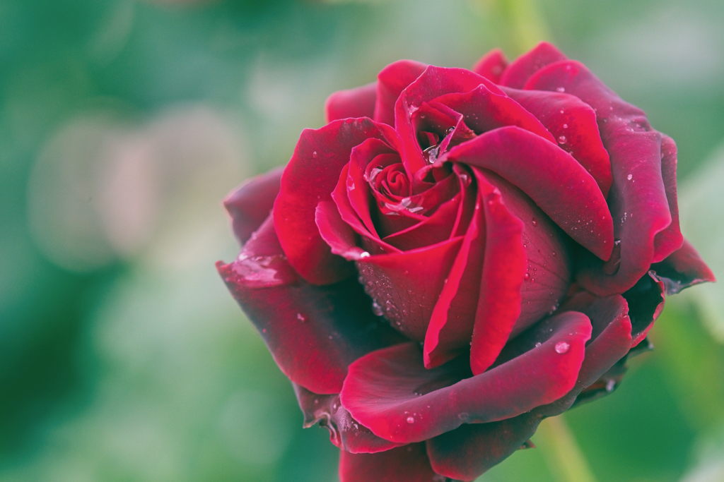 紅い薔薇