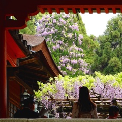 春日大社の藤の花