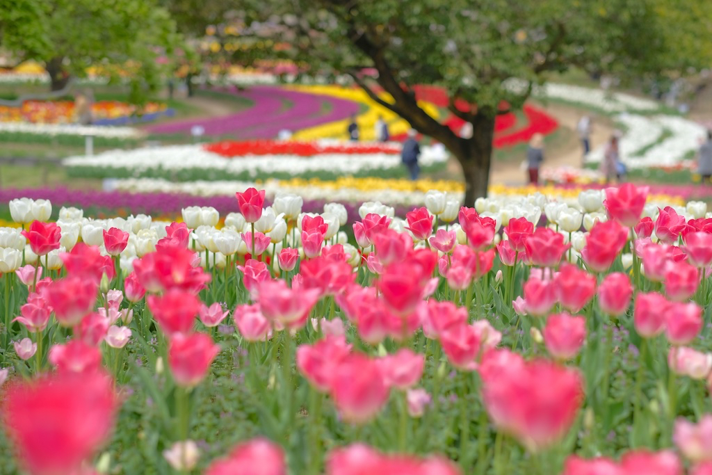 チューリップの花咲く頃