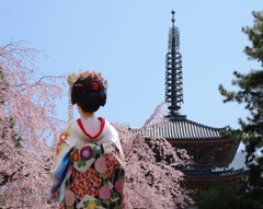 桜の季節に会いに行きます。。