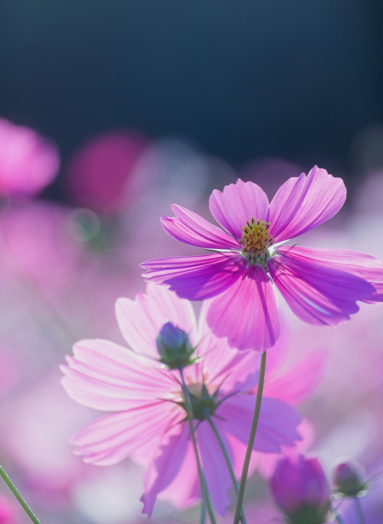 秋桜が輝く時