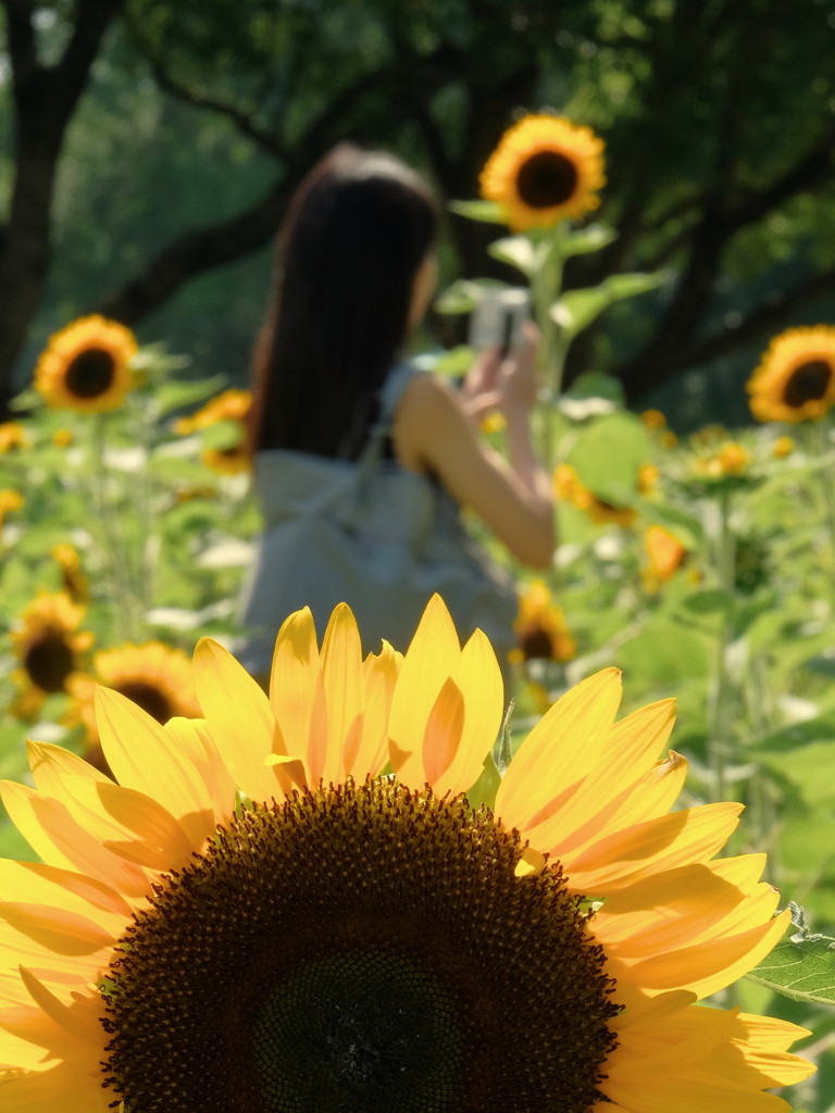 太陽がいっぱい