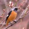 梅林にて