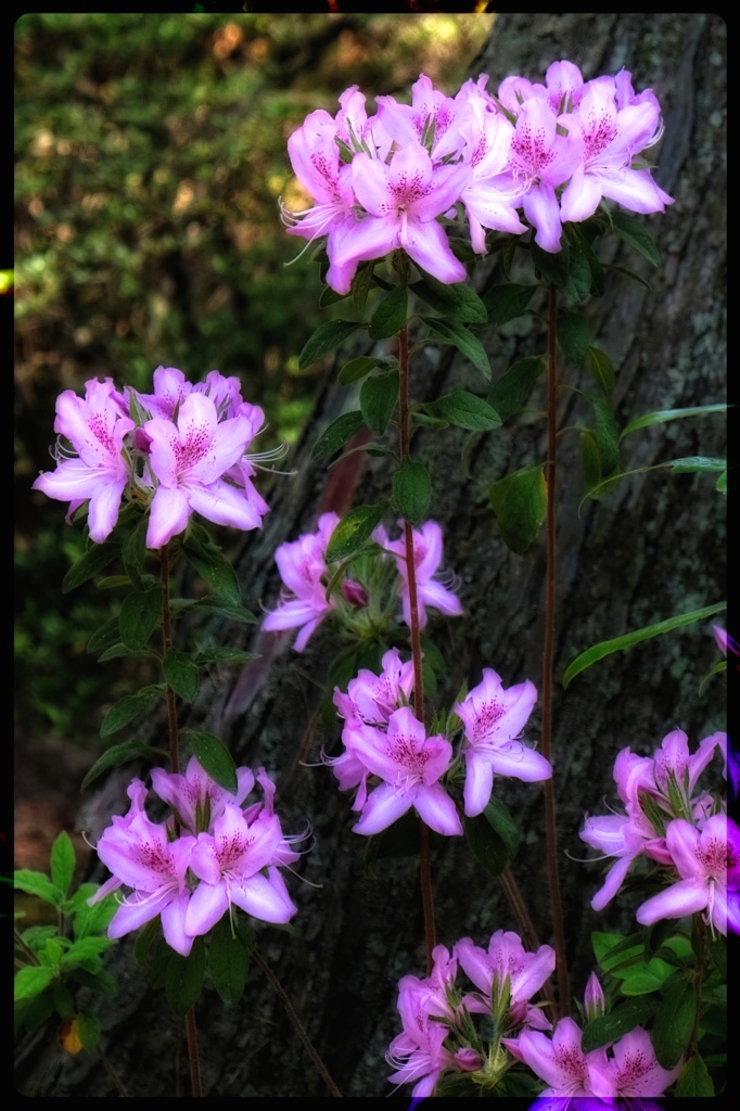 祈りの花　〜唐招提寺