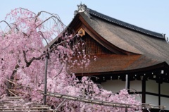 枝垂れ桜　〜平安神宮