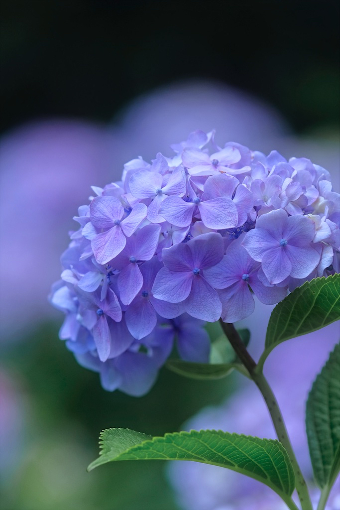 ほっこり紫陽花