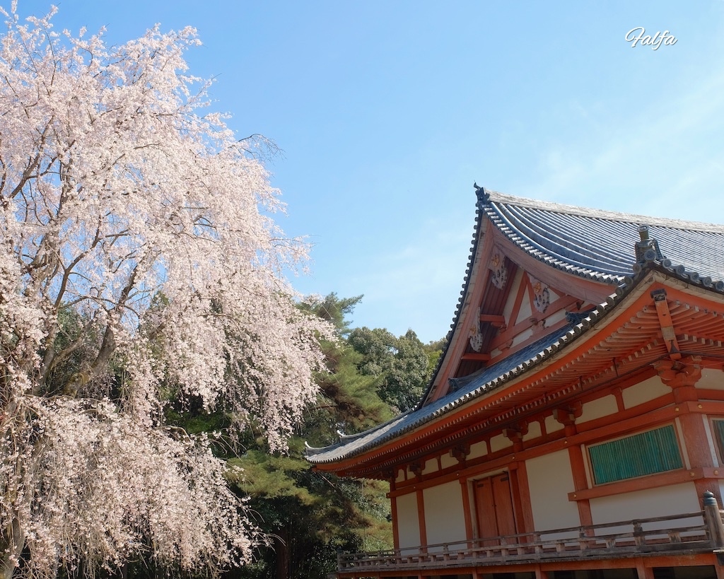 枝垂れ桜と金堂