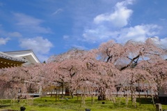 ピンクの枝垂れ桜