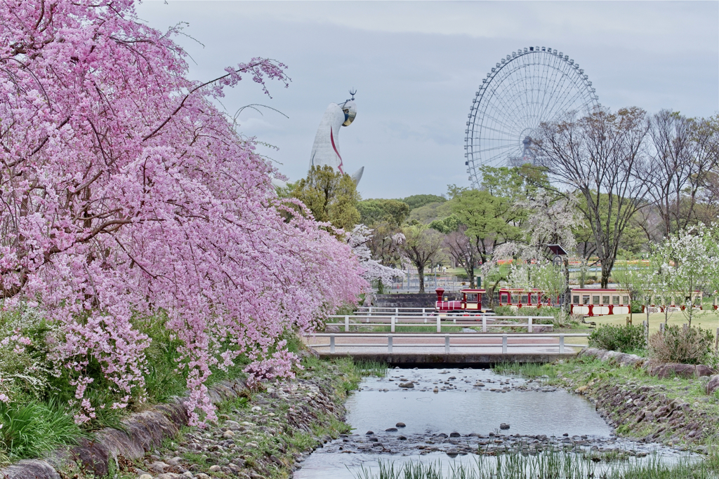 万博記念公園の枝垂れ桜