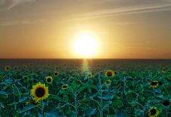 Sunflower fields forever