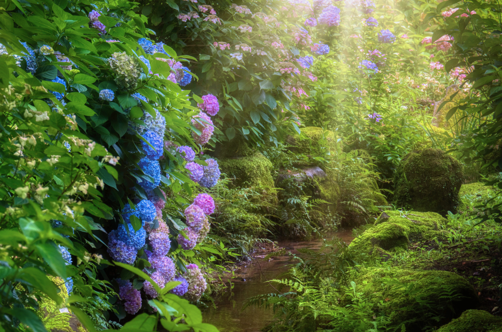 森の中の紫陽花