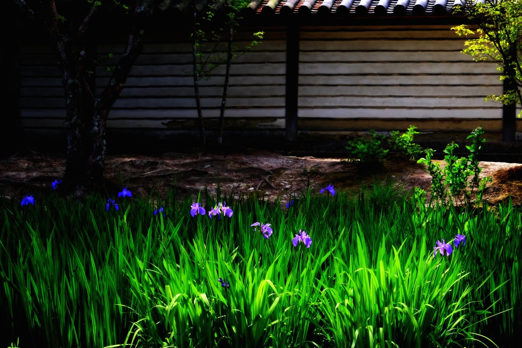 我が幻想の菖蒲（あやめ）