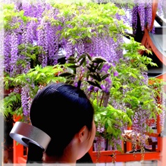 魔法の藤冠 〜春日大社