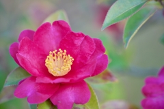 サザンカの咲くころ