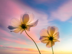 夕べの秋桜