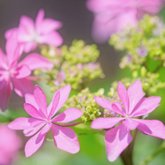 ピンクの紫陽花