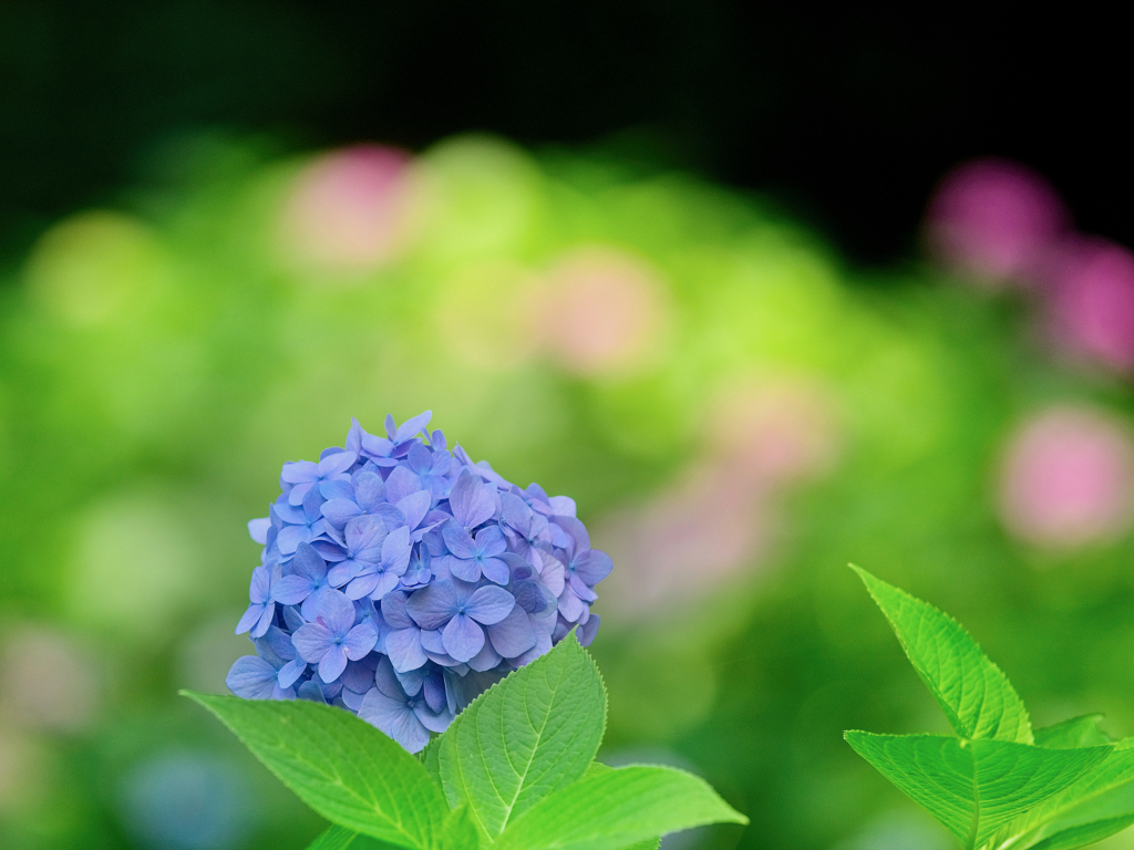 アジサイの花景色