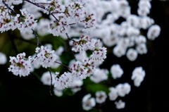雅