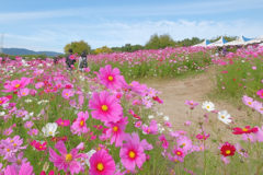 秋桜の小径