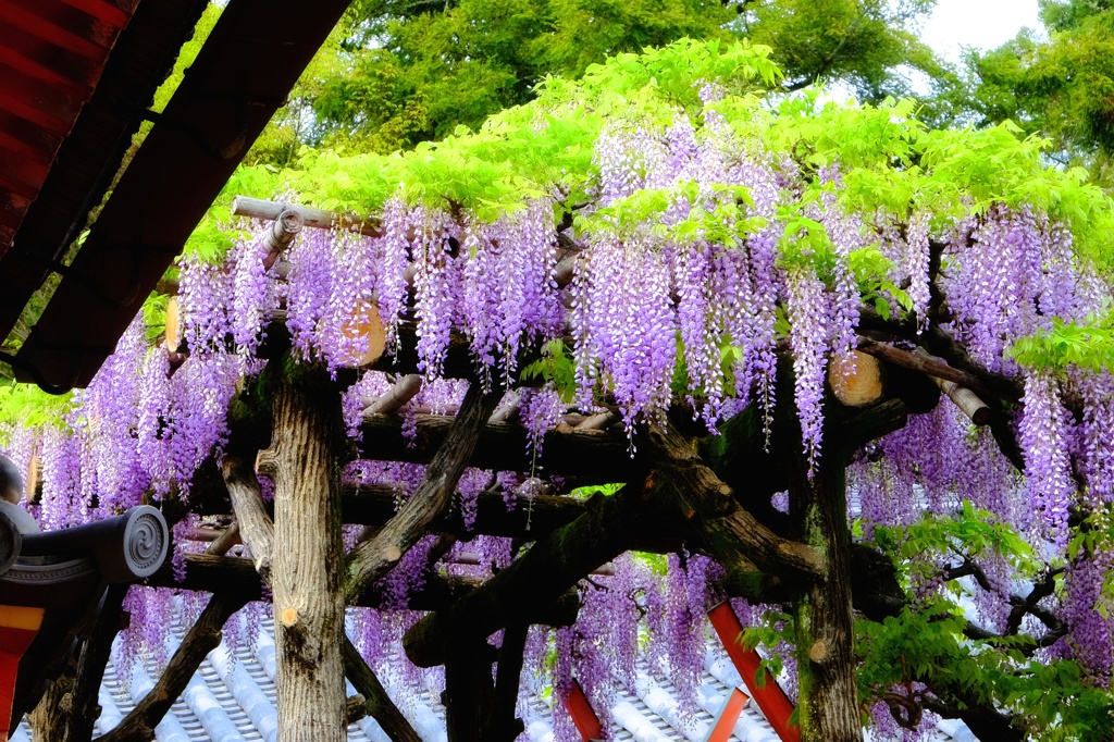 春日大社の藤棚