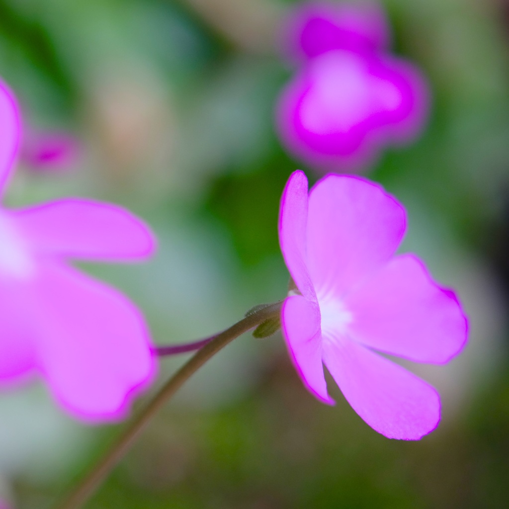 可憐な花にはご用心