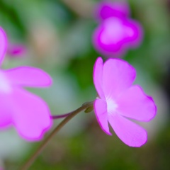 可憐な花にはご用心