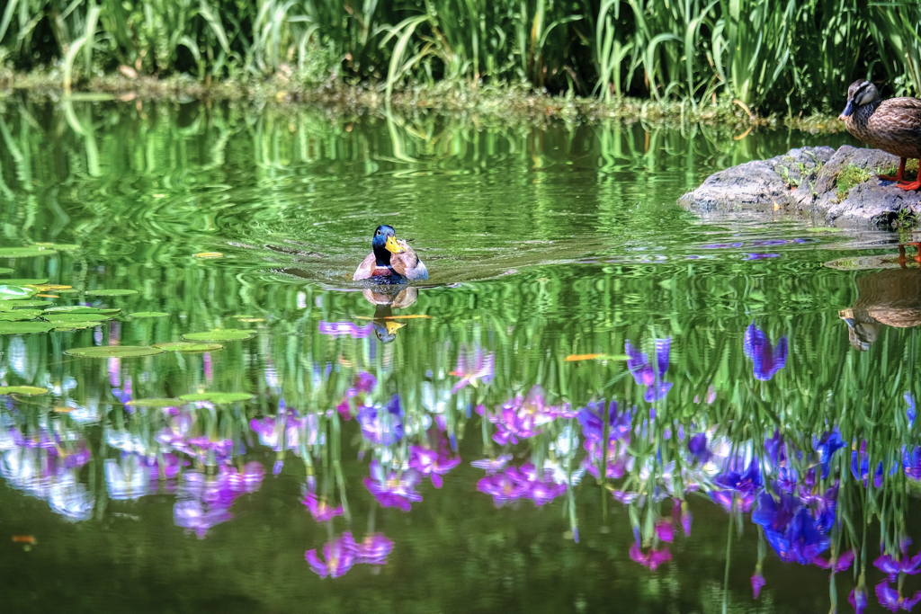 水辺の風景 by Falfa （ID：10370775） - 写真共有サイト:PHOTOHITO