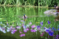 水辺の風景