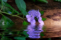 水辺の紫陽花