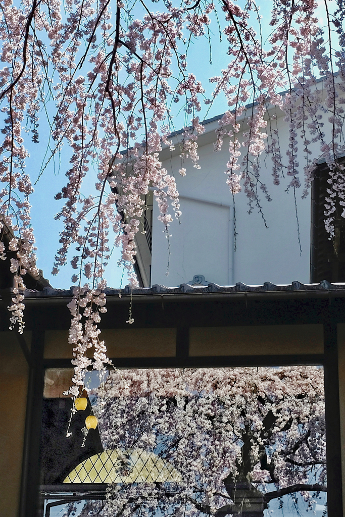 枝垂れ桜