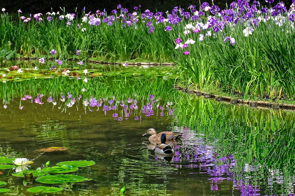 水辺に遊ぶ。。