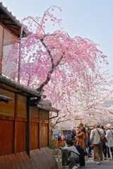 巽橋の枝垂れ桜