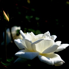 White Roseの覚醒